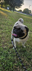 Lost Male Dog last seen Eldridge &  Dyer ST, Los Angeles, CA 91342