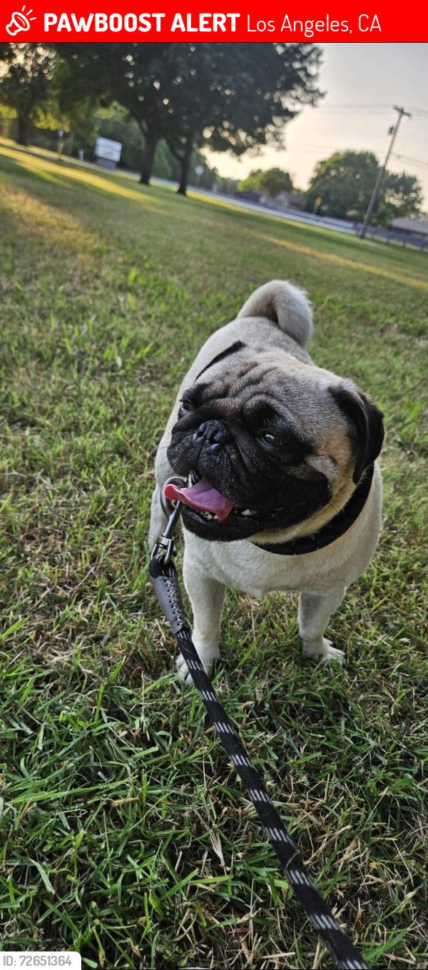 Lost Male Dog last seen Eldridge &  Dyer ST, Los Angeles, CA 91342