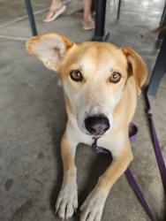 Lost Male Dog last seen Silverbell & St. Marys Rd, Tucson, AZ 85745