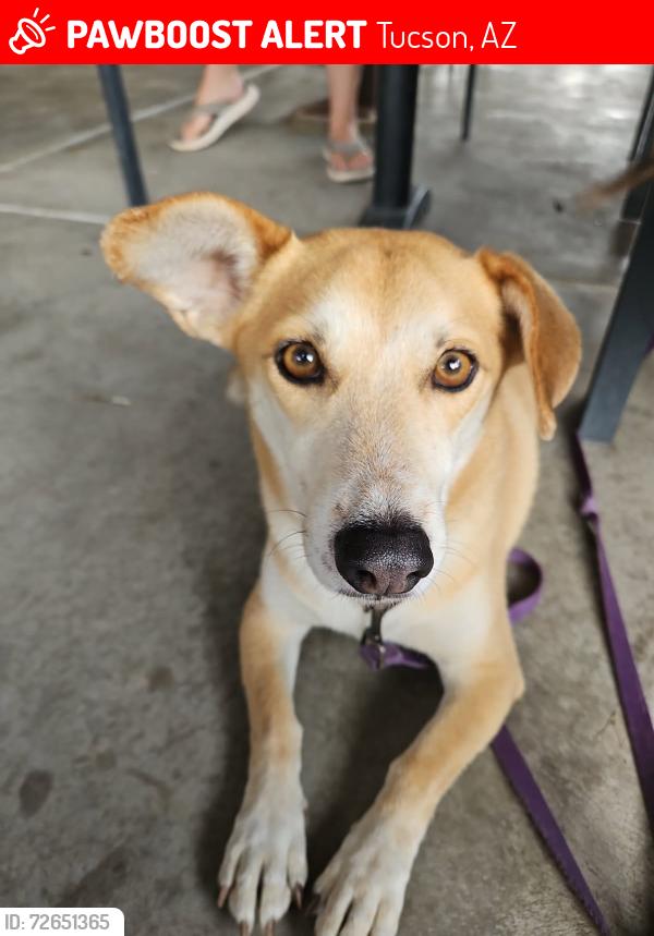 Lost Male Dog last seen Silverbell & St. Marys Rd, Tucson, AZ 85745
