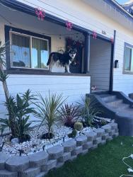 Lost Male Dog last seen Vermont and 48st, Los Angeles, CA 90062