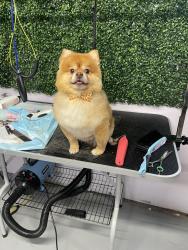 Lost Male Dog last seen Near homes2 hotel, DeSoto, TX 75115