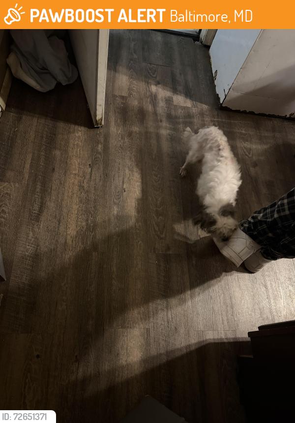 Found/Stray Female Dog last seen Arlington , Baltimore, MD 21215