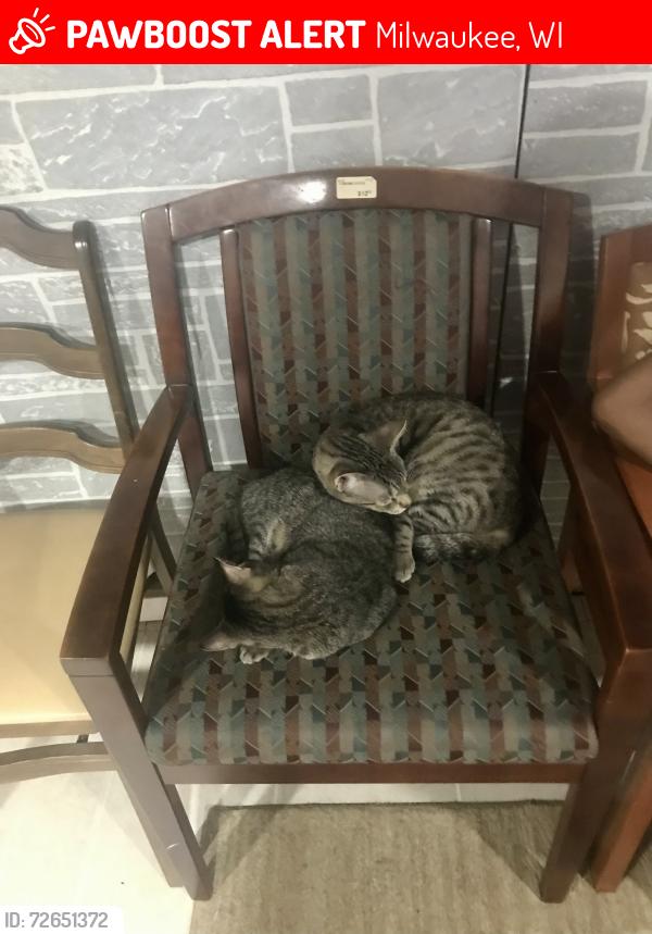 Lost Male Cat last seen hse and grocery store, Milwaukee, WI 53215