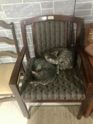 Lost Male Cat last seen hse and grocery store, Milwaukee, WI 53215