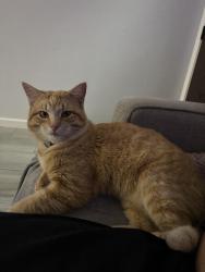 Lost Male Cat last seen Lynnwood, Cleburne, TX 76033