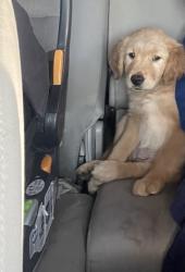 Lost Female Dog last seen Walton & Perry/Empire, Spokane, WA 99207
