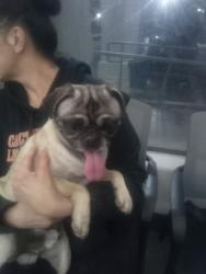 Found/Stray Male Dog last seen Lady of Victory Church, Fresno, CA 93705