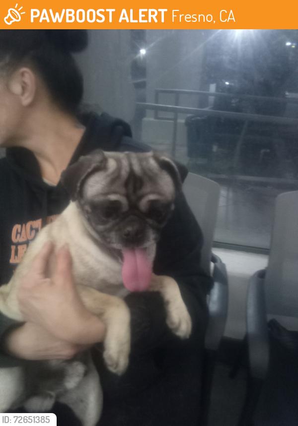 Found/Stray Male Dog last seen Lady of Victory Church, Fresno, CA 93705