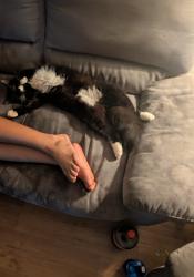 Lost Male Cat last seen Commercial drive , Vancouver, BC V5L 1W5