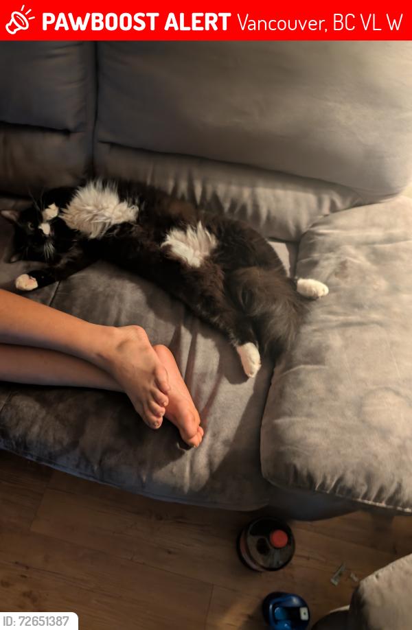 Lost Male Cat last seen Commercial drive , Vancouver, BC V5L 1W5