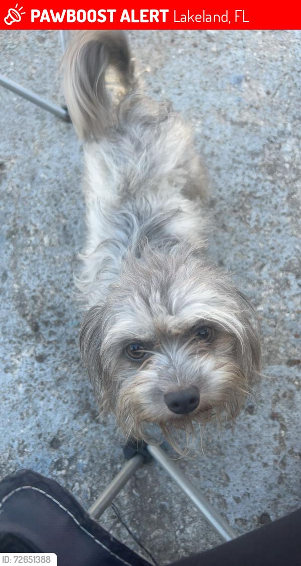 Lost Male Dog last seen Montana st , Lakeland, FL 33801