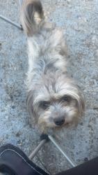 Lost Male Dog last seen Montana st , Lakeland, FL 33801