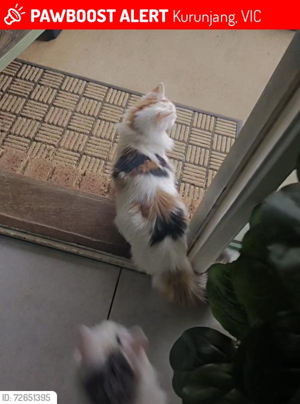 Lost Female Cat last seen , Kurunjang, VIC 3337