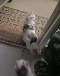 Lost Female Cat last seen , Kurunjang, VIC 3337