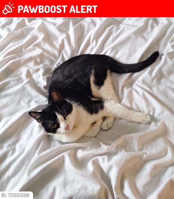 Lost Male Cat last seen Haydock street , Lancashire, England BB10 3DU