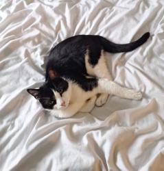 Lost Male Cat last seen Haydock street , Lancashire, England BB10 3DU