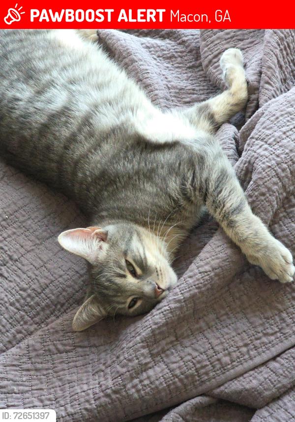 Lost Male Cat last seen Waverland Dr and Masonic  , Macon, GA 31211