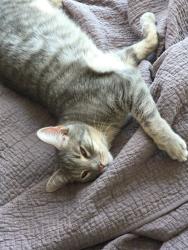 Lost Male Cat last seen Waverland Dr and Masonic  , Macon, GA 31211