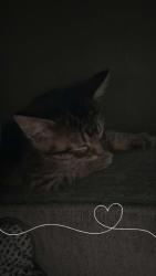 Lost Female Cat last seen Stevenson, Springfield, IL 62703