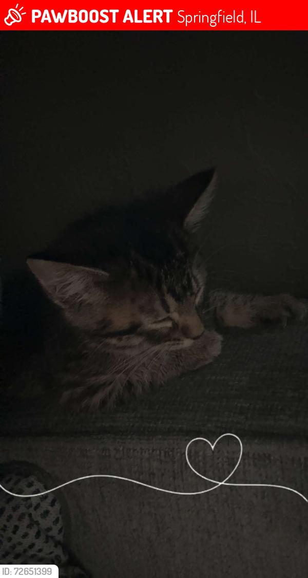 Lost Female Cat last seen Stevenson, Springfield, IL 62703