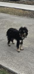 Found/Stray Female Dog last seen Regency village park, San Antonio, TX 78239
