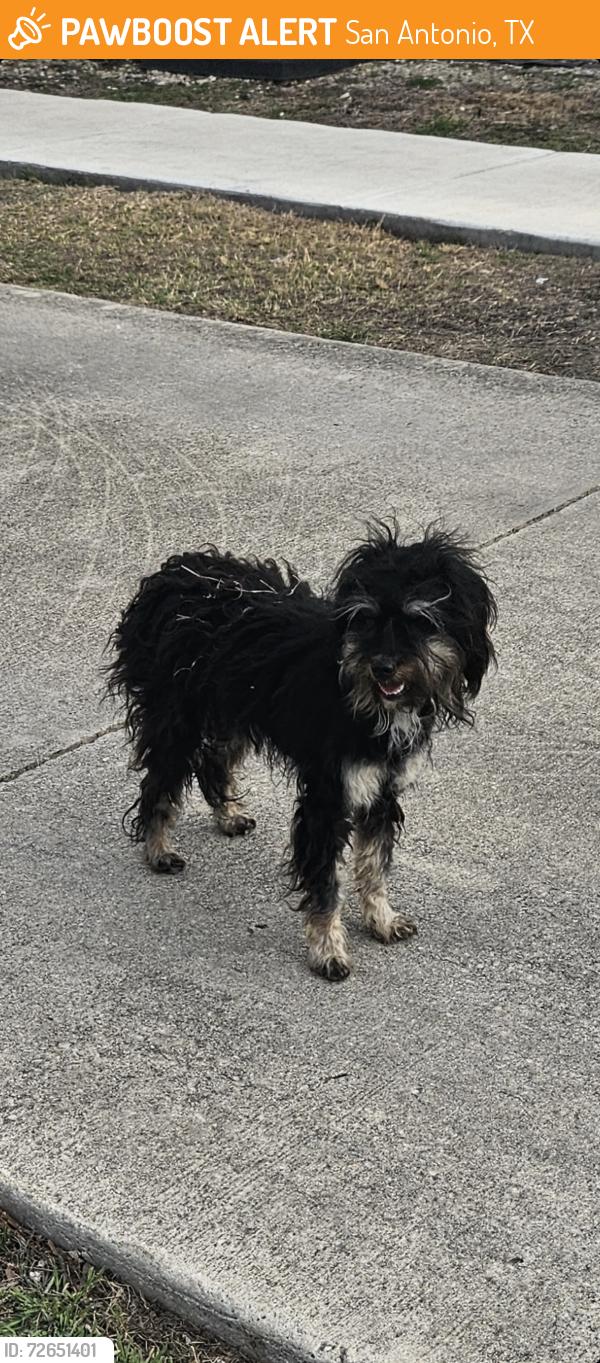 Found/Stray Female Dog last seen Regency village park, San Antonio, TX 78239