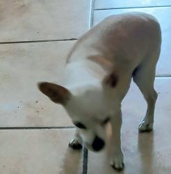 Lost Male Dog last seen Bluewater Rd NW  60thst, Albuquerque, NM 87105