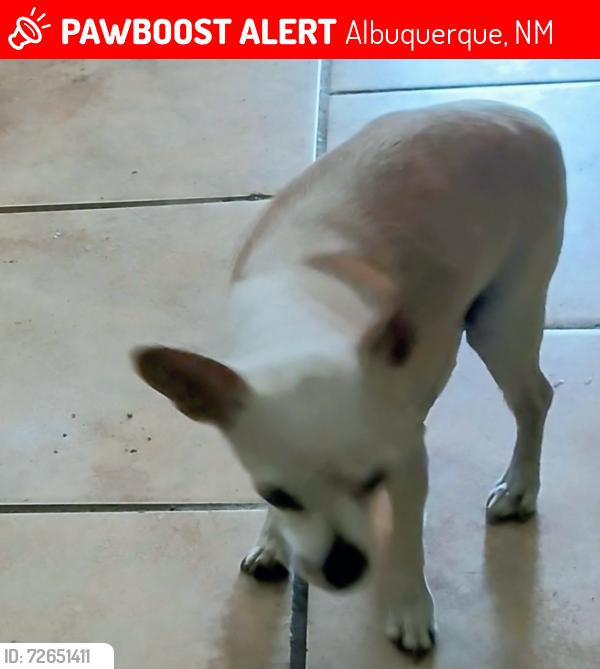 Lost Male Dog last seen Bluewater Rd NW  60thst, Albuquerque, NM 87105