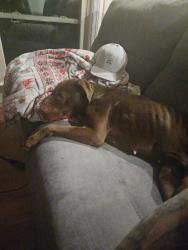 Found/Stray Female Dog last seen Heather Hills , Winston-Salem, NC 27127