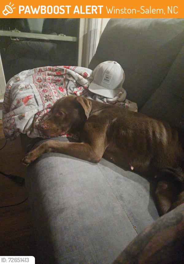 Found/Stray Female Dog last seen Heather Hills , Winston-Salem, NC 27127