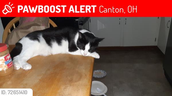 Lost Female Cat last seen Deuber Church on Deuber (also across the street), Canton, OH 44706