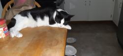 Lost Female Cat last seen Deuber Church on Deuber (also across the street), Canton, OH 44706