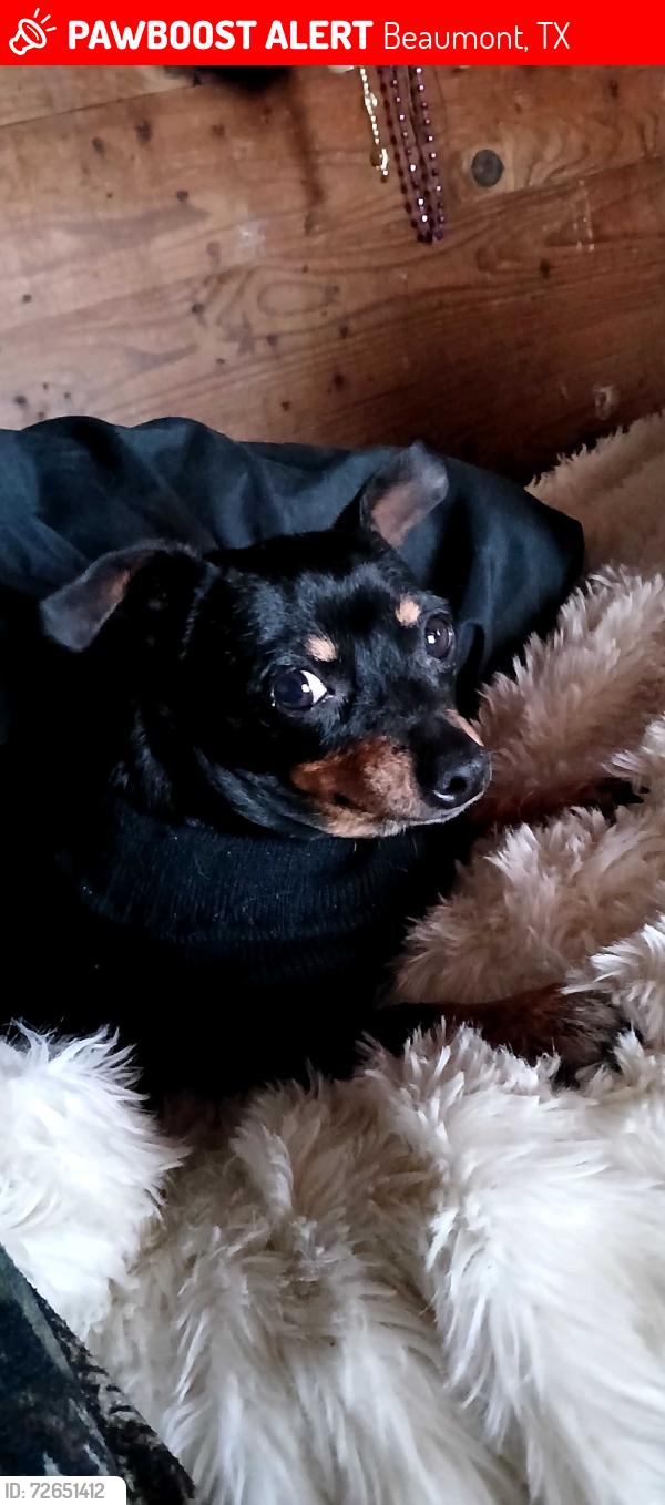 Lost Female Dog last seen 7th & Glagys, Beaumont, TX 77706