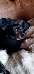 Lost Female Dog last seen 7th & Glagys, Beaumont, TX 77706