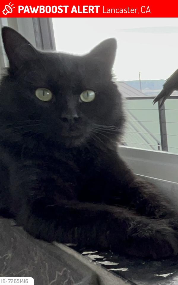 Lost Male Cat last seen 32nd St West & Avenue I, Lancaster, CA 93536