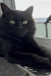 Lost Male Cat last seen 32nd St West & Avenue I, Lancaster, CA 93536