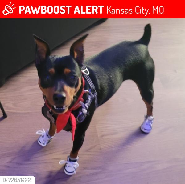 Lost Male Dog last seen Blue Ridge Blvd , Kansas City, MO 64134