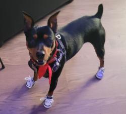 Lost Male Dog last seen Blue Ridge Blvd , Kansas City, MO 64134