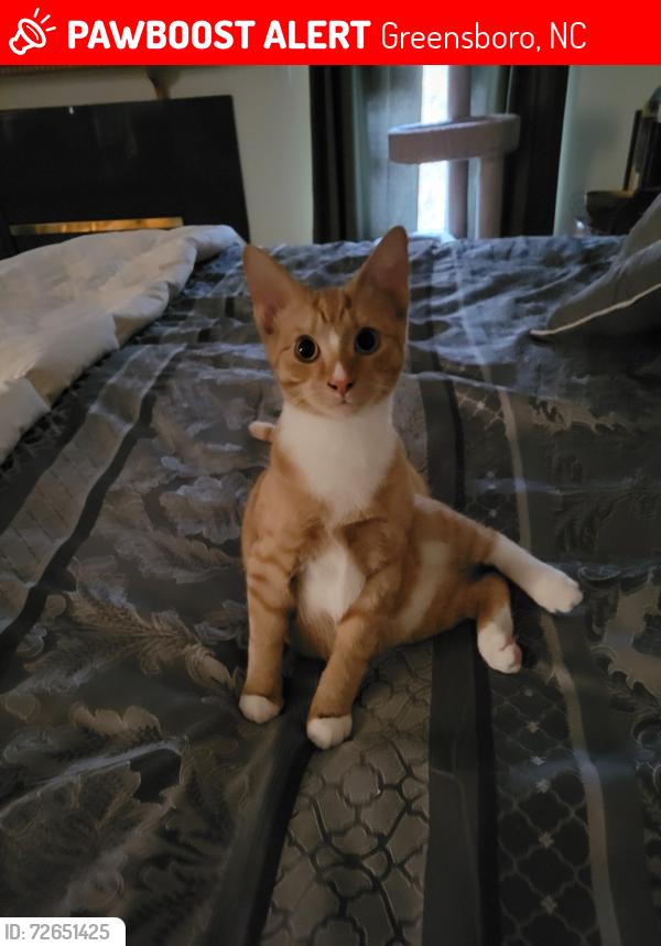 Lost Male Cat last seen Bluff Run and Stonecreek Court, Greensboro, NC 27455