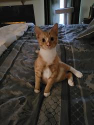 Lost Male Cat last seen Bluff Run and Stonecreek Court, Greensboro, NC 27455