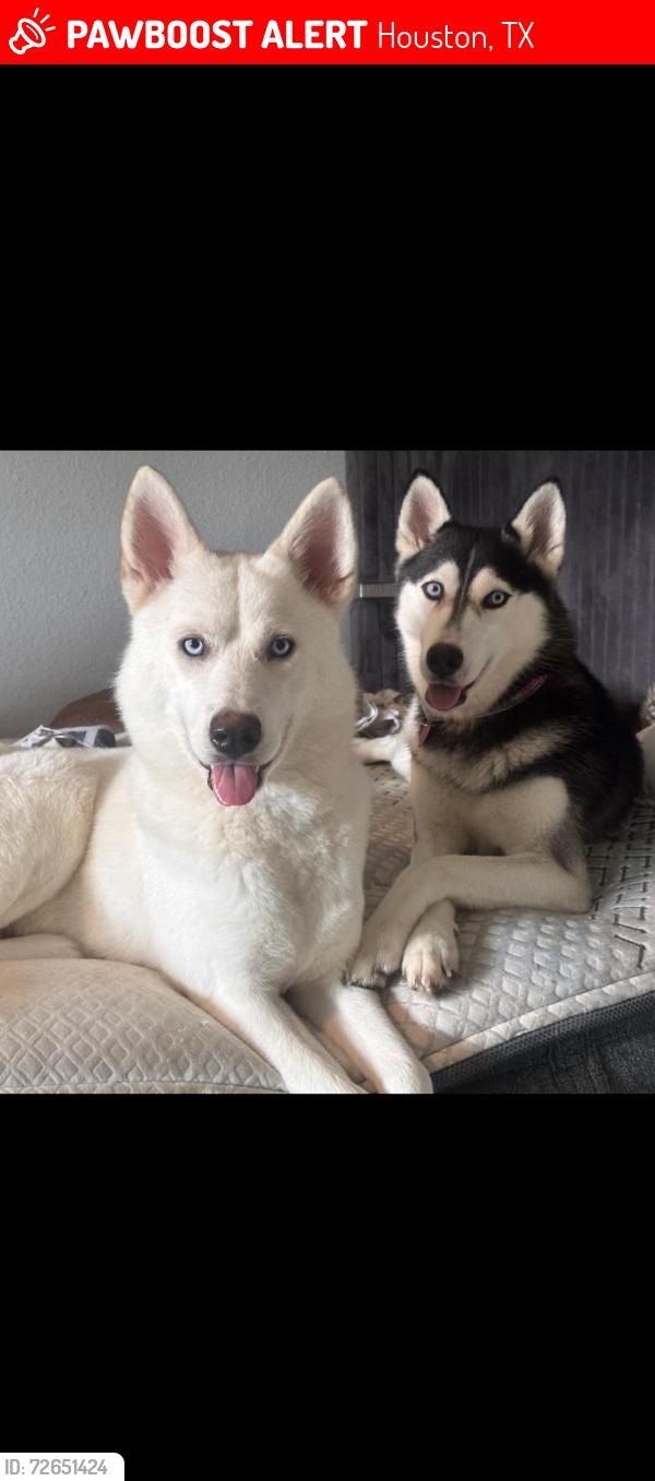 Lost Male Dog last seen Near , Houston, TX 77091