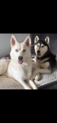 Lost Male Dog last seen Near , Houston, TX 77091