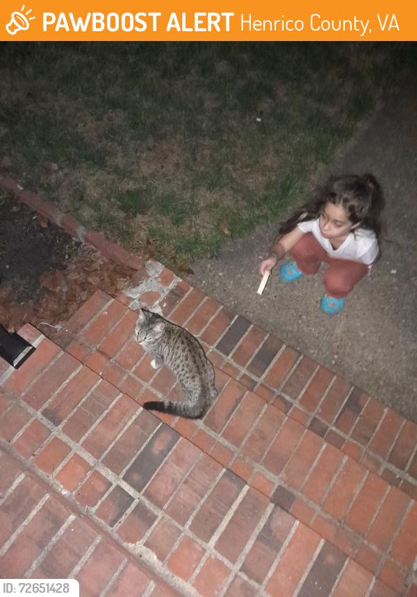 Found/Stray Unknown Cat last seen Chumley ln and westend dr, Henrico County, VA 23294