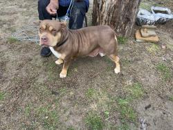 Found/Stray Female Dog last seen Hayden st, Greensboro, NC 27401