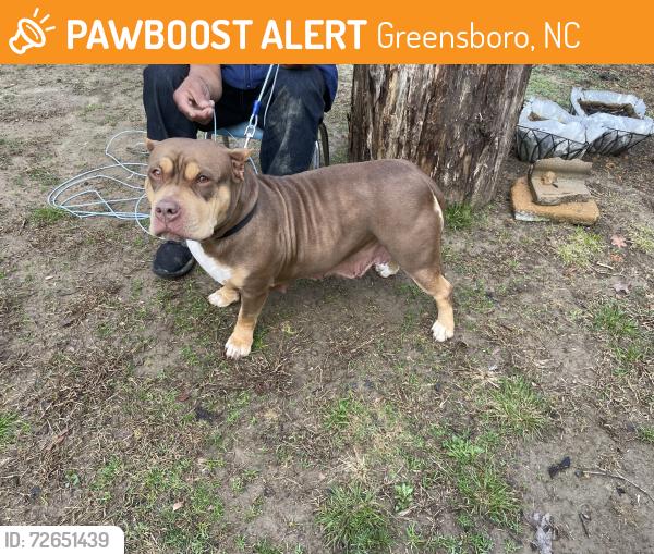 Found/Stray Female Dog last seen Hayden st, Greensboro, NC 27401