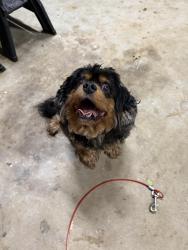 Found/Stray Unknown Dog last seen Sugar Loaf, Lawrenceville, GA 30046