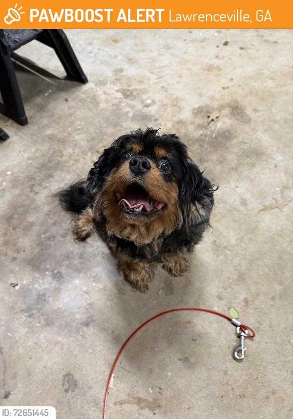 Found/Stray Unknown Dog last seen Sugar Loaf, Lawrenceville, GA 30046