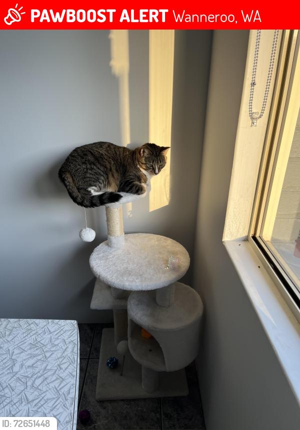 Lost Female Cat last seen Jambanis Road , Wanneroo, WA 6065