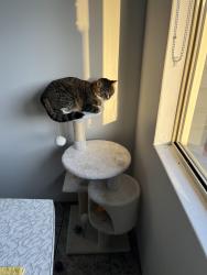 Lost Female Cat last seen Jambanis Road , Wanneroo, WA 6065